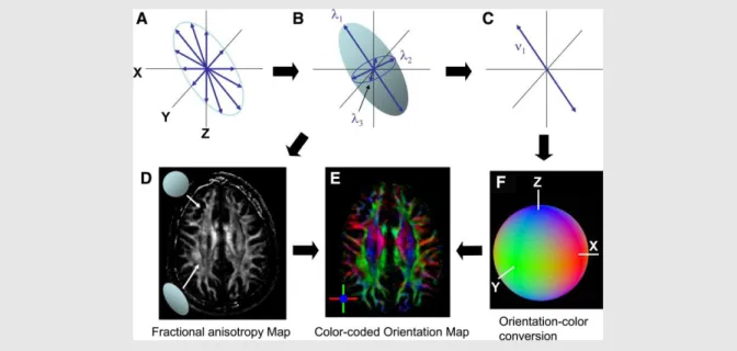 Figure 4. The Principle of DTI and Contrast Generation 