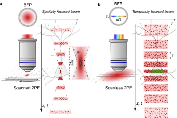 Figure  2ïAxial  propagation  of  spatially  and  temporally  focused  beams.  a,  Left,  Schematic  representation  of  scanned  2PE  with  a  spatially  focused  beam  and  corresponding  beam  intensity  distribution  at  the  objective  back  focal  pl