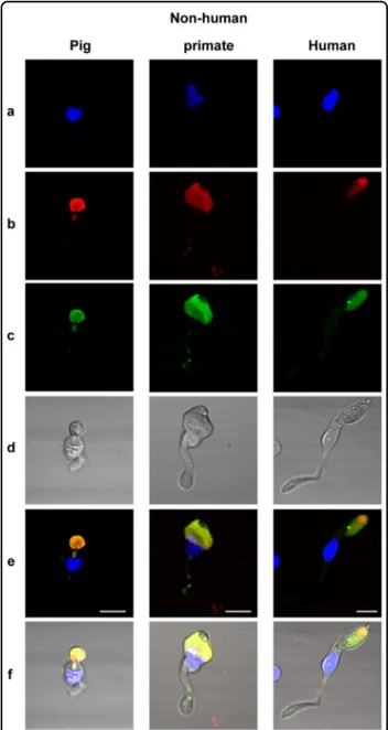 Fig. 7 Auto ﬂ uorescence and mitochondria localization on isolated cone photoreceptors from pig, nonhuman primate ( Macaca fascicularis ), and human retina