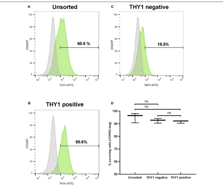 FIGURE 5 | Selection of hiPSC-derived RGCs by targeting THY1. (A–C) One representative THY1 flow cytometry analysis plot of the different fractions before (A) and after magnetic-activated cell sorting (MACS) (B: THY1-positive fraction; (C): THY1-negative f