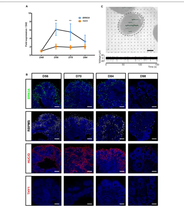 FIGURE 1 | Characterization of the retinal ganglion cell (RGC) population in human induced pluripotent stem cell (hiPSC)-derived retinal organoids