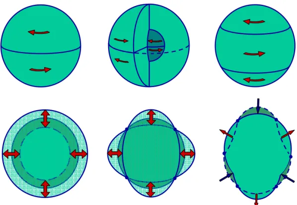 Fig. I. 3 Exemples de modes sismiques toroïdaux pour l’ordre m = 0. 
