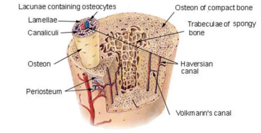 fig. 1.6  Illustra tion de l’architecture interne de l’os cortical et de l’os trabéculaire.