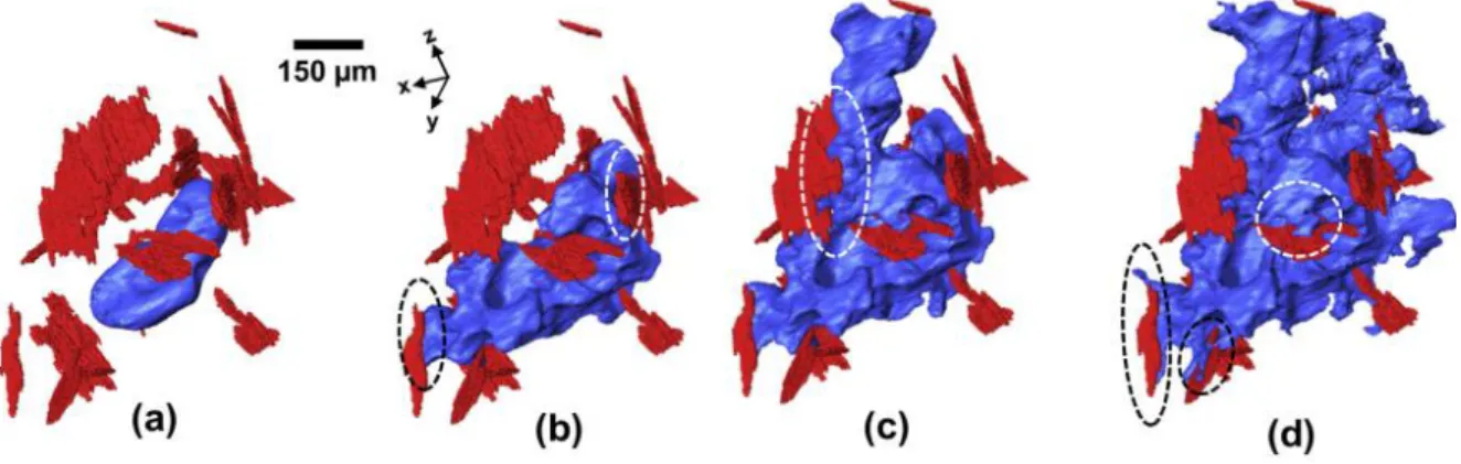 Figure 2-10 3-D rendering of pore evolution (blue) in the presence of intermetallics (red) in an A319  alloy at: (a) 565°C, (b) 561°C, (c) 555°C and (d) 550°C