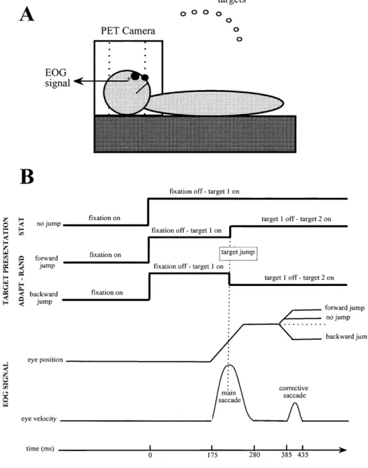 Fig. 1. Schematic representa- representa-tion of the experimental  appa-ratus (A) and the experimental protocol (B)