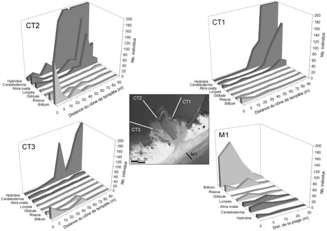 Figure  3.6  :  Evolution  à  proximité  d’un  cône  de  tempête  des  différentes  espèces  de  mollusques selon, 3 transects en lagune de 90 m (CT1, CT2, CT3) et 1 en mer de 30 m (M1)