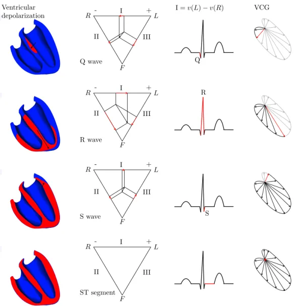 Figure 1.11: Ventricular depolarization, ﬁrst lead QRS complex generation and associated Vectocardiogram (VCG).