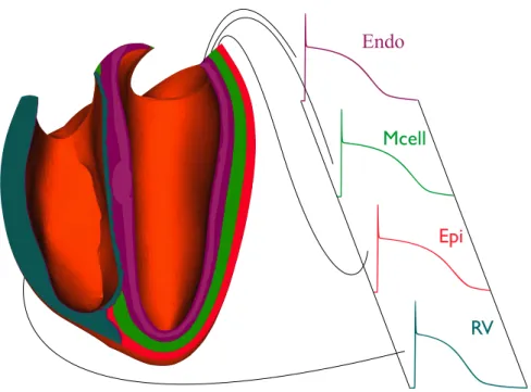 Figure 1.14: Synthetic layers of endocardial, mid-myocardial and epicardial cells in the left ventricle and action potentials obtained with the Mitchell and Schaeﬀer ionic model (1.20)