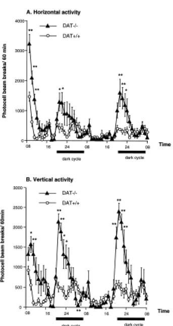 Figure  2.  Horizontal   (A)  and  vertical  (B)  circadian  activity  of  DAT-/-  and  DAT+/+  mice measured in the same environment during 48 h