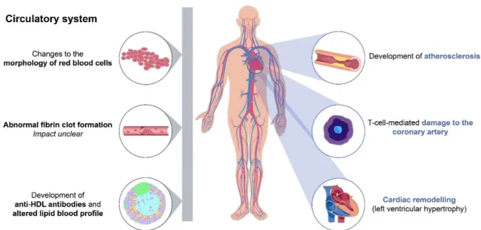 Figure 1. Chronic inflammation in rheumatoid arthritis as a risk factor for cardiovascular disease