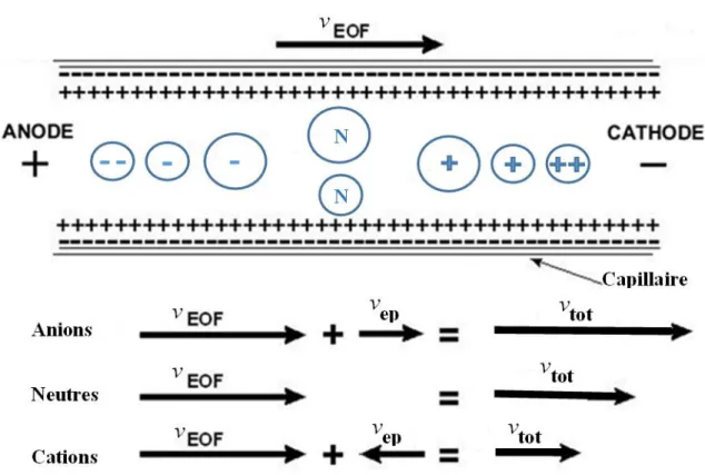 Figure  II-1.  Schéma  illustrant  l’ordre  de  sortie  des  espèces  dans  le  cas  d’une  séparation  cationique