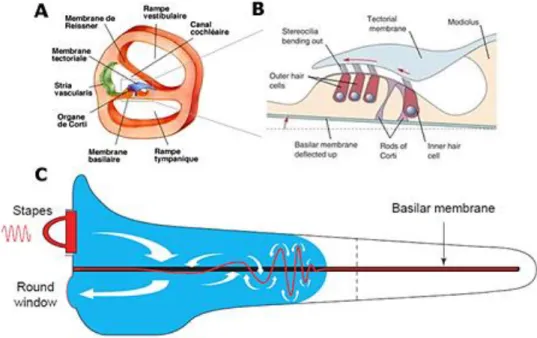 Figure  2:  Organisation  anatomo-fonctionelle  de  la  cochlée.  (A)  Coupe  transversale  de  cochlée.(B)  Schéma  de  l’organe de corti