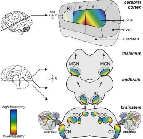 Figure 20: Schéma de voie auditive ascendante principale, de la cochlée au cortex auditif primaire chez l’homme