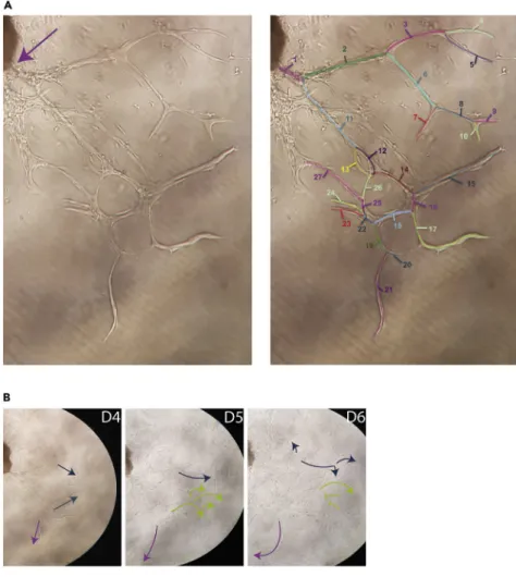 Figure 5. Quantification of sprouts