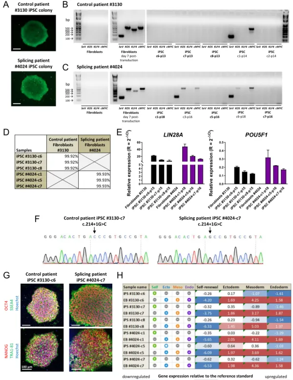 Figure 2. Reprogramming and characterization of patient-derived induced pluripotent stem cells