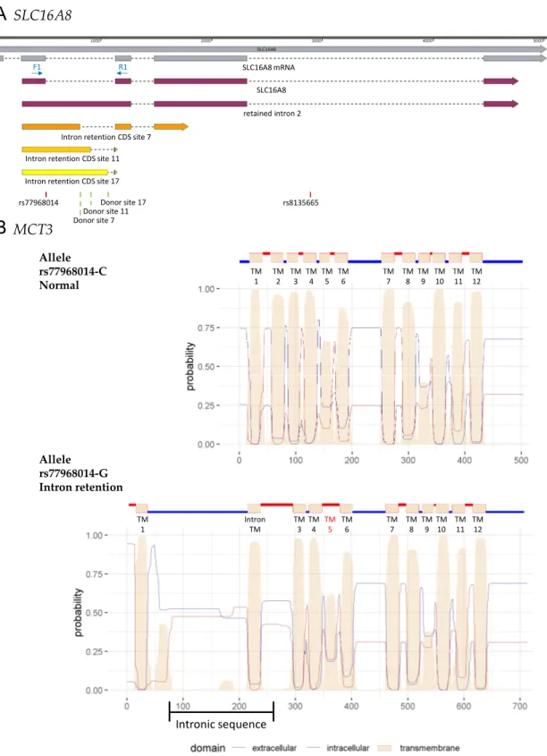 Figure 5. Bioinformatic analysis of potential cryptic donor sites for the allele rs77968014-G