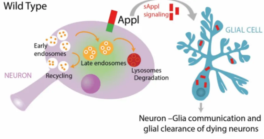 Fig 10. Working model. Under wild-type conditions, neuronal endolysosomal trafficking is maintained at normal equilibrium, in part by APPL function