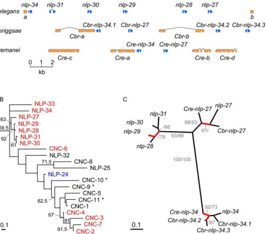 Figure 2. Phylogenetic analysis of nlp genes. A The nlp-29 cluster in C. elegans together with syntenic regions from C