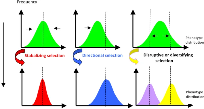 Figure   I-­1:   The   three   basic   selection   regime   