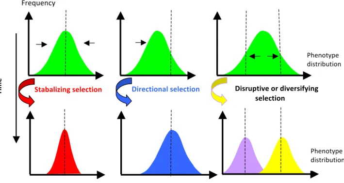 Figure   I-­‐4   :   The   three   basic   types   of   selection   