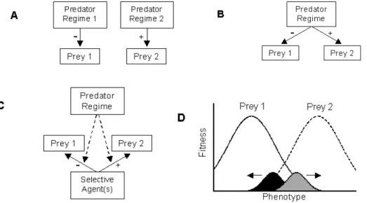 Figure   I-­7:   Three   common   ways   by   which   predators   can   drive   phenotypic    divergence   among   prey   populations   (or   species)