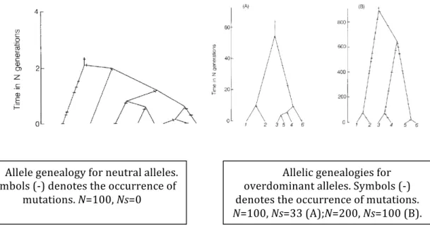 Figure   I-­9:   Allele   genealogy   for   neutral   versus   overdominant   alleles   Allele   genealogy   for   neutral   alleles