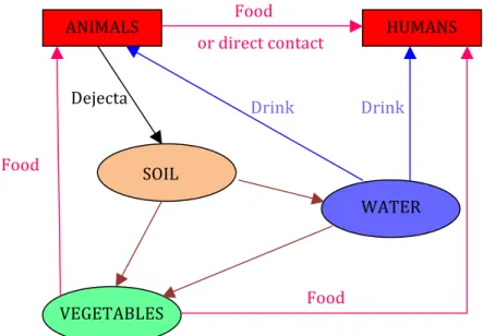 Figure   II-­2:   Potential   E.   coli   life   cycle   