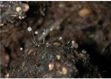 Figure   II-­5:   D.   discoideum   natural   habitat    D.   discoideum   occurs   in   natural   habitats   such   as   moist   soil