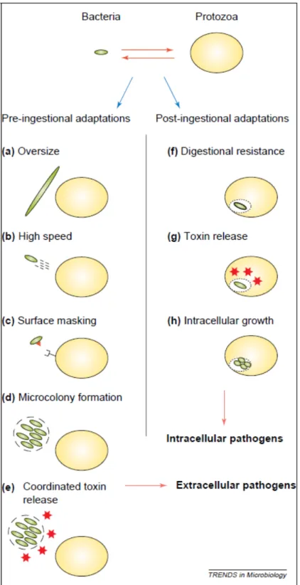 Figure   II-­8:   Schematic   overview   of   the   potential   routes   of   bacterial   adaptation   against    predation   by   protozoa   and   the   hypothetical   transition   from   grazing   resistance   to    pathogenesis   