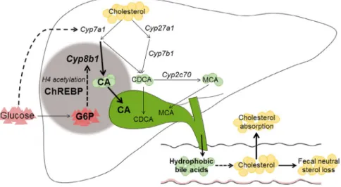 FIg. 5. Working model of the mechanism by which intrahepatic glucose controls bile acid synthesis and intestinal cholesterol handling  in mice