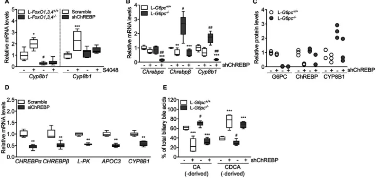 FIg. 2. ChREBP mediates induction of Cyp8b1 in response to hepatic G6P accumulation. (A) Hepatic mRNA levels of Cyp8b1 in  L-FoxO1,3,4 −/−  and L-FoxO1,3,4 +/+  mice and in C57BL/6 mice treated with either shChREBP or scrambled shRNA, infused with  S4048 o