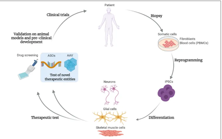 FIGURE 1 | Test and development of gene targeting approaches using iPSCs. This drawing summarizes the steps of development for drugs and gene therapy approaches, using induced pluripotent stem cells (iPSCs)