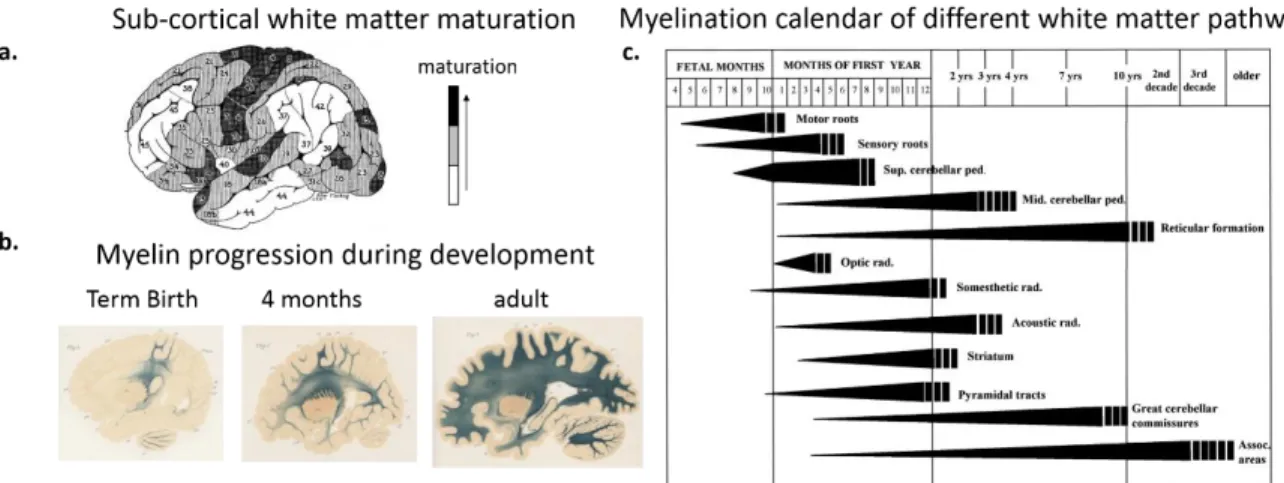 Figure 1.2. Development and maturation of gray and white matter over the course of development as revealed by post-mortem  studies