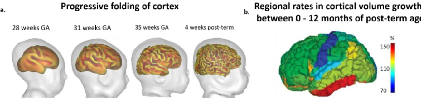 Figure 1.5. Structural imaging of cortical folding and growth. a) Inner cortical surfaces demonstrating the progressive folding and  gyrification along development (Adapted from Dubois &amp; Dehaene-Lambertz., 2015)