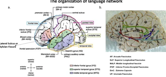Figure 1.7. Network of brain regions implicated in linguistic processings. a) These regions are extended around the Sylvian fissure