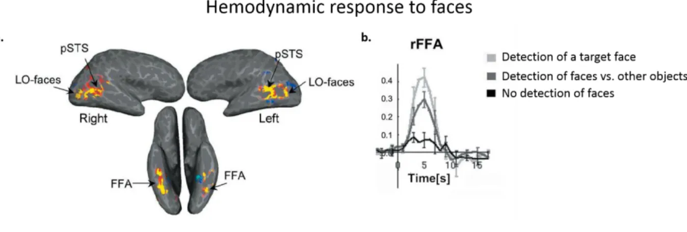 Figure  1.11.  Hemodynamic  response  to  faces:  a)  Face-selective  regions  in  one  representative  subject