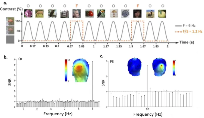 Figure 1.12. Right lateralized EEG responses to faces in infancy. Using rapid presentation of images, brain’s oscillatory activity was  entrained at the frequency of image presentation in 4- to 6-month-old infants