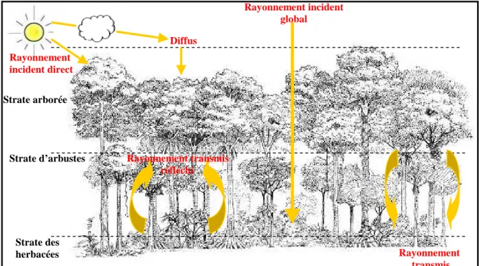 Figure  2:  Distribution  du  rayonnement  incident  selon  un  gradient  vertical  conditionnée  par  la  canopée arborée