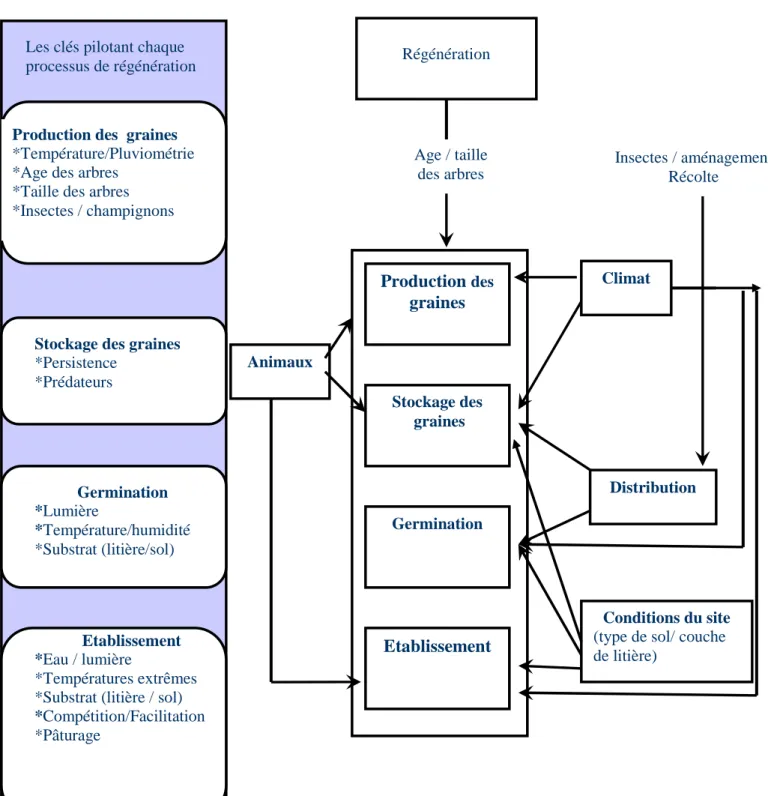 Figure 3: Diagramme illustrant l’influence de certains facteurs biotiques et abiotiques sur quelques  phases du processus de régénération (d’après Price et al