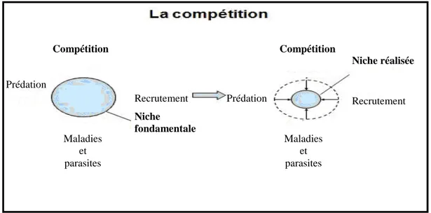 Figure 6: Restriction de la niche fondamentale sous l’effet de la compétition (Bruno et al, 2003) 