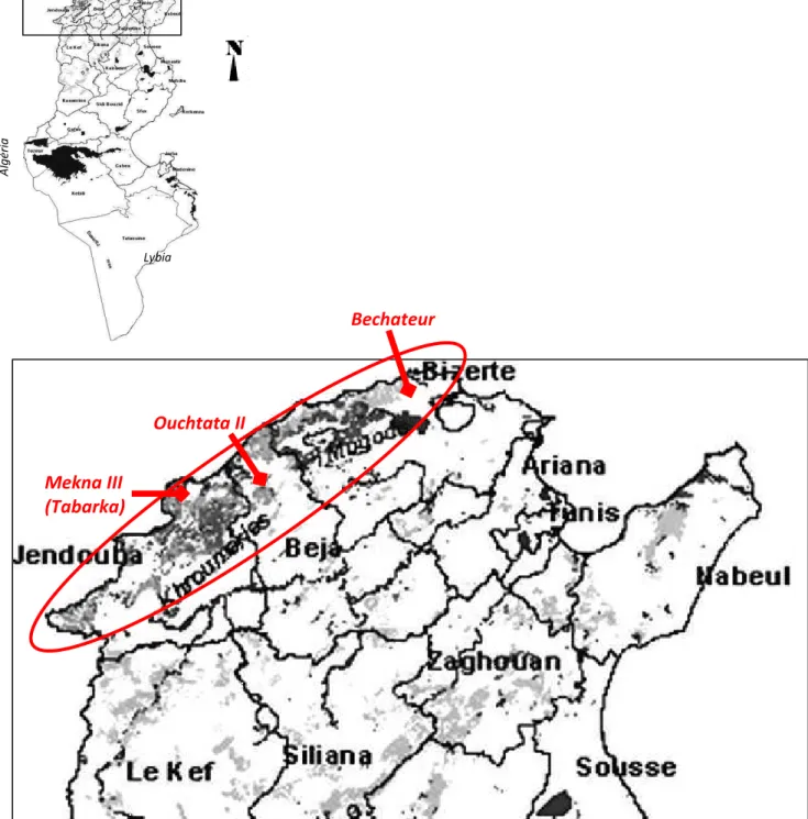 Figure 14: Carte montrant les trois sites d’échantillonnage dans des peuplements de Pin pignon au  nord de la Tunisie (Sghaier et al