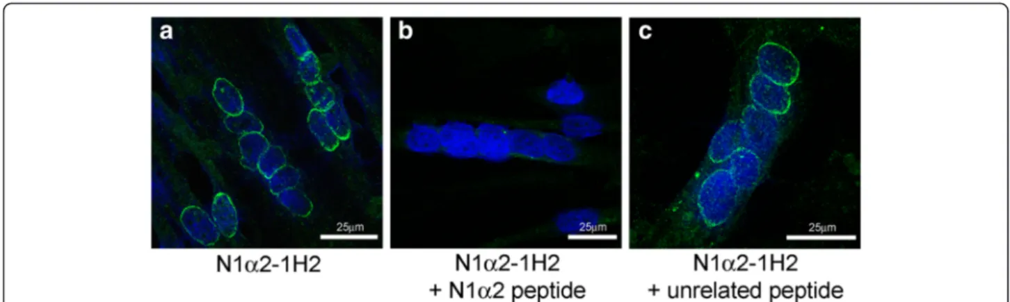 Fig. 5 Peptide competition experiment. Localization of mAb N1alpha2-1H2 to the nuclear envelope of cultured myotubes (a) was neutralized when the mAb was blocked by incubation with the immunizing peptide (b)