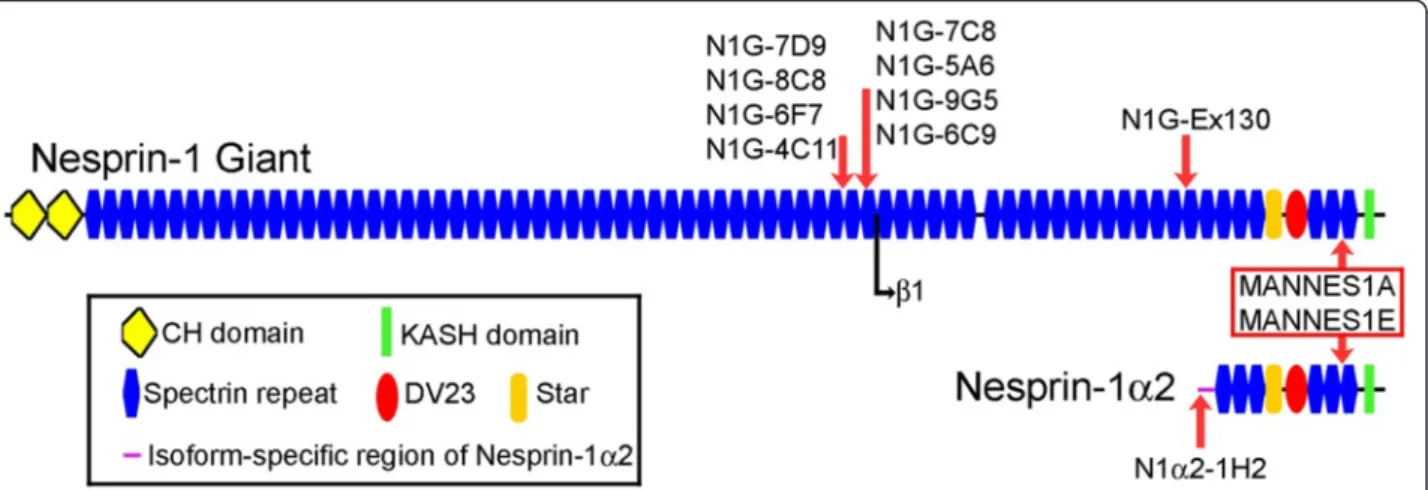 Fig. 2 Pictorial representation of nesprin-1-giant and nesprin-1- α 2 proteins with locations of monoclonal antibody (mAb) epitopes