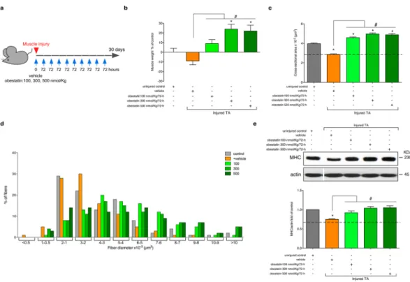 Fig. 2e). Despite histological and molecular examination of standard myogenic markers for efficient regenera- regenera-tion reached maximal values at 300 nmol/Kg/72-h, maximum force producregenera-tion capability of TA was obtained at  500 nmol/Kg/72-h