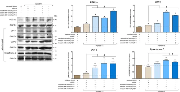 Fig. 8a). Therefore, HDAC4 activity appears under regulation of PKD to modulate Mef2 target genes in response  to obestatin in human cells