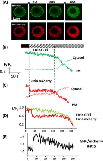 Fig. 5. Peripheral ezrin cleavage and cell swelling. (A) The time course of the cell footprint area (in µm 2 ) and the ratio of GFP:mCherry intensity at the cell periphery as a measure of ezrin cleavage in response to Ca 2+ influx