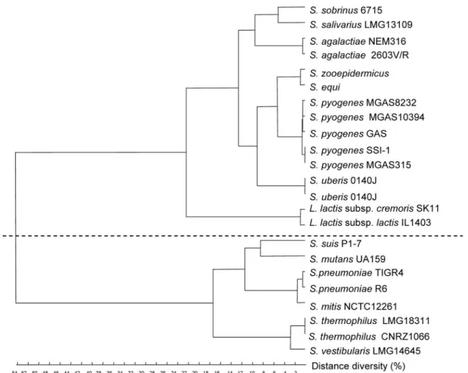 FIG. 6. Additive distance tree for tkt genes from streptococci and lactococci. Alignment was performed with ClustalW, and the tree was constructed by the flexible method