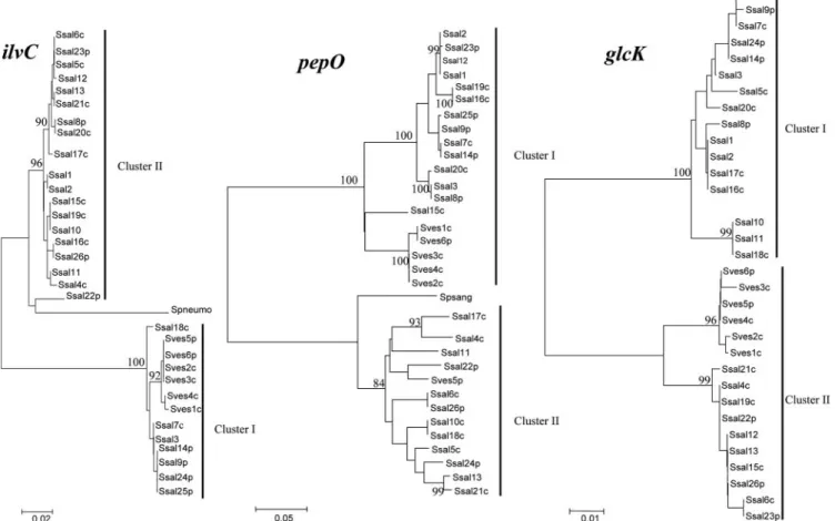 TABLE 4. Genetic diversity of clusters at the glcK, ilvC, and pepO loci