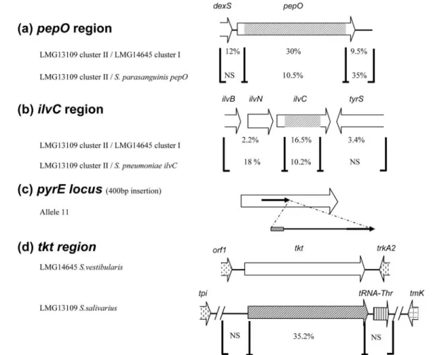 FIG. 5. HGT events detected in S. salivarius pepO, ilvC, pyrE, and tkt genes. Regions where there are high and low levels of diversity are indicated by brackets, and the level of diversity is shown for each region