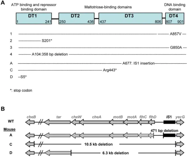 Figure 2. Identification of selected mutations. (A) Mutations in malT gene were analyzed in 7 Mal- clones, each isolated from a different mice.